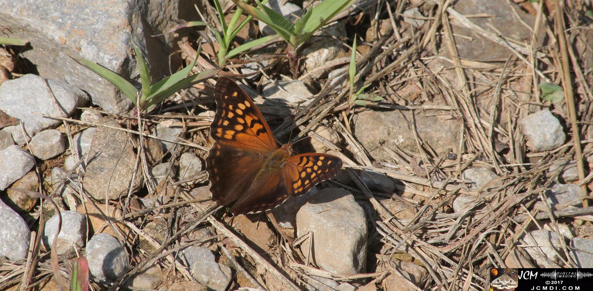 Emperor butterfly feeding on road (good)